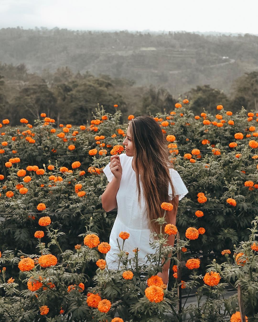 Cánh đồng hoa cúc rực rỡ sắc màu không phải ai đến Bali cũng biết